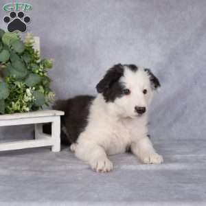 Bailey, Border Collie Puppy